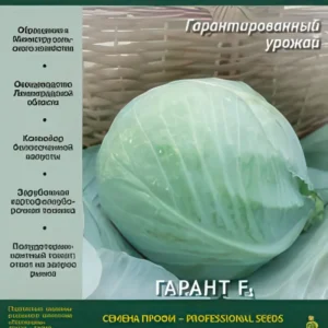 Картофель и овощи